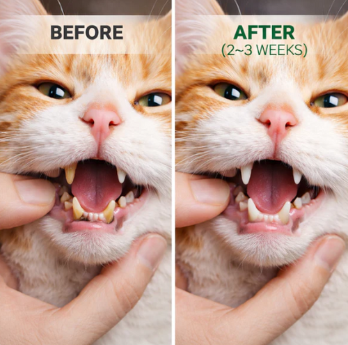 Pet Dental Cleaning Powder